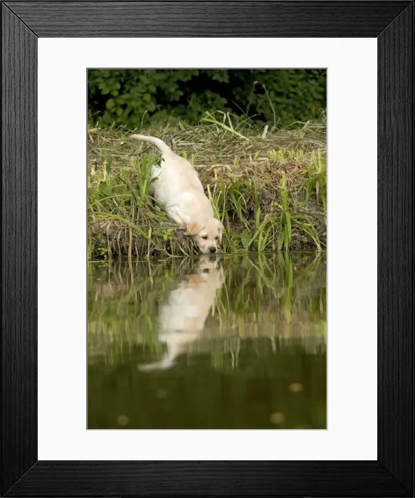 Framed Print : Labrador - puppy drinking from water's edge Framed Print : Labrador - puppy drinking from water's edge