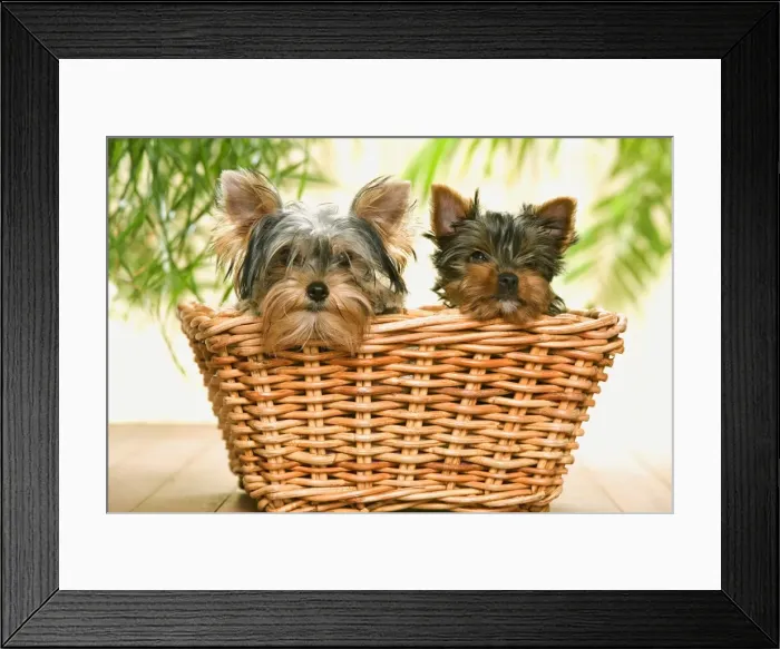 Framed Print : Dog - two Yorkshire Terriers in basket Framed Print : Dog - two Yorkshire Terriers in basket