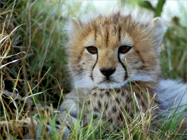 Cheetah - cub. Maasai Mara - Kenya