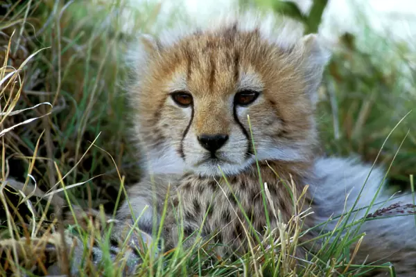 Cheetah - cub. Maasai Mara - Kenya