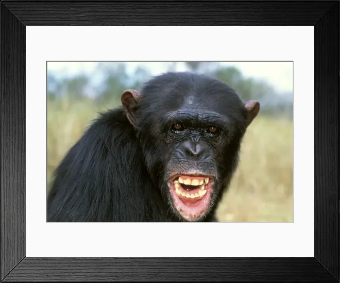 Framed Print : Chimpanzee - close-up of face Framed Print : Chimpanzee - close-up of face