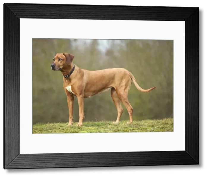 Framed Print : Rhodesian Ridgeback Framed Print : Rhodesian Ridgeback