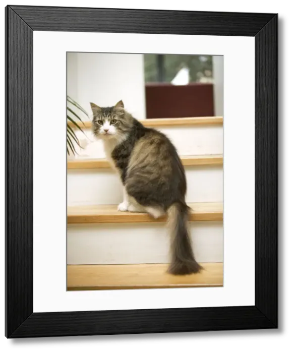 Framed Print : Norwegian Forest Cat - sitting on stairs Framed Print : Norwegian Forest Cat - sitting on stairs