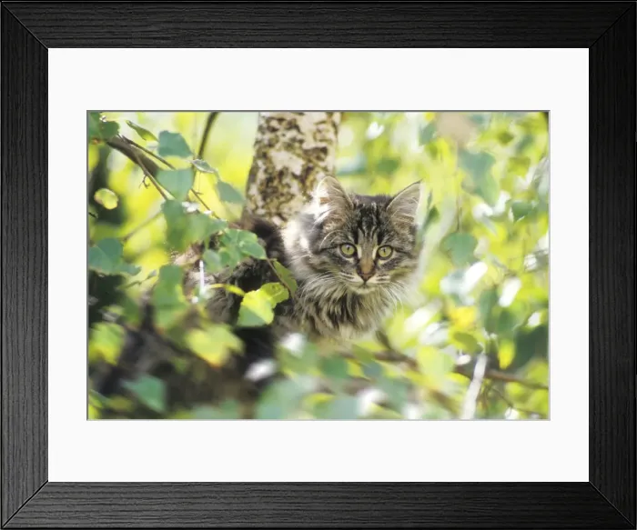 Framed Print : Maine Coon Cat - 16 week old kitten in tree Framed Print : Maine Coon Cat - 16 week old kitten in tree