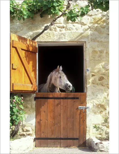 Horse - looking over stable door