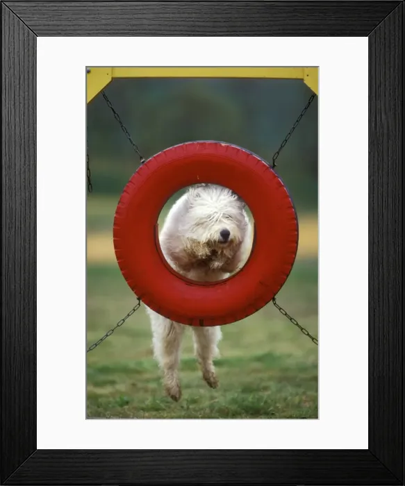 Framed Print : Dog - jumping though tyre Framed Print : Dog - jumping though tyre