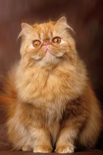 Cat - Red Persian