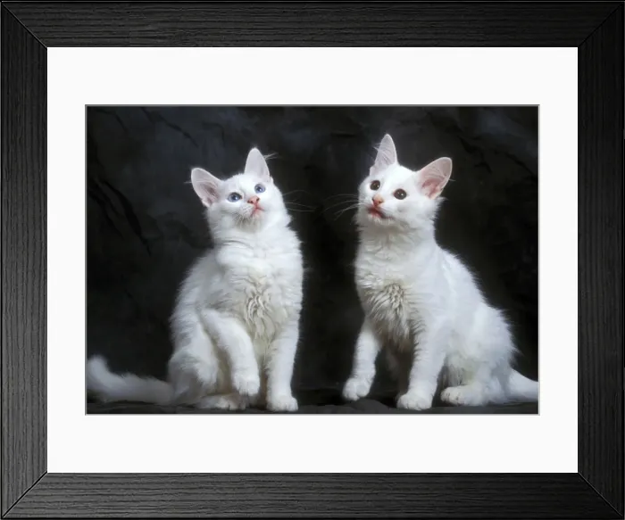 Framed Print : Cat - two Turkish Angora Kittens Framed Print : Cat - two Turkish Angora Kittens