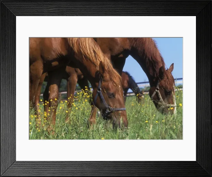 Framed Print : Selle Francais Horses - two grazing in meadow with flowers Framed Print : Selle Francais Horses - two grazing in meadow with flowers
