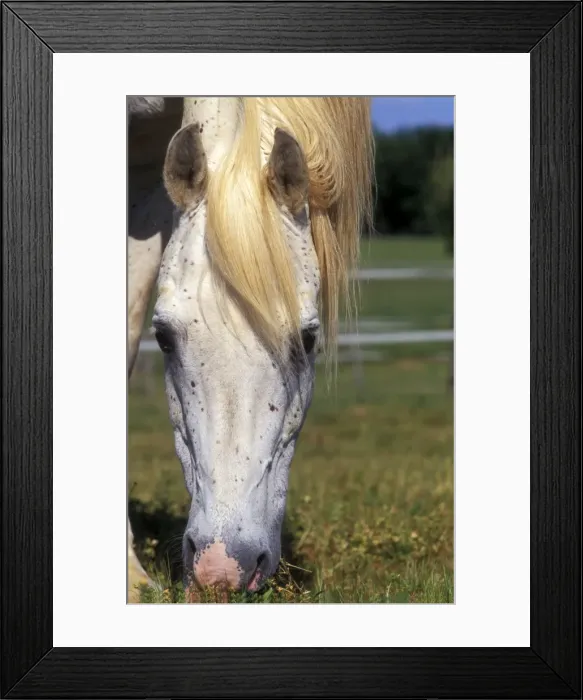 Framed Print : Pure Blood Arab Horse - Flea bitten grey Framed Print : Pure Blood Arab Horse - Flea bitten grey