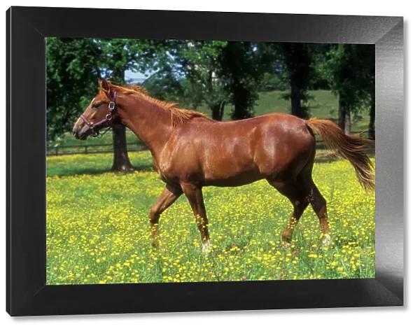 Chestnut Horse - Selle Francais - in meadow