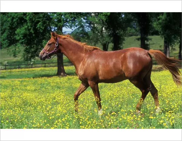 Chestnut Horse - Selle Francais - in meadow