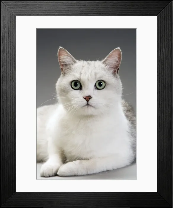 Framed Print : White Cat. LA-3175. White Cat. Jean Michel Labat Framed Print : White Cat. LA-3175. White Cat. Jean Michel Labat