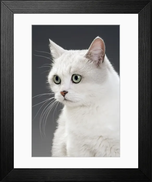 Framed Print : White Cat. LA-3176. White Cat. Jean Michel Labat Framed Print : White Cat. LA-3176. White Cat. Jean Michel Labat