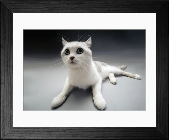 Framed Print : White Cat. LA-3178. White Cat. Jean Michel Labat Framed Print : White Cat. LA-3178. White Cat. Jean Michel Labat