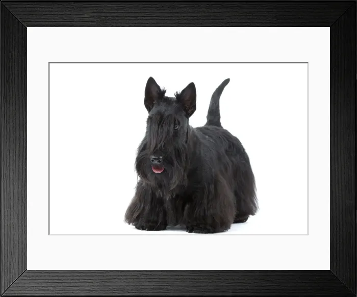 Framed Print : Dog - Scottish / Aberdeen Terrier Framed Print : Dog - Scottish / Aberdeen Terrier
