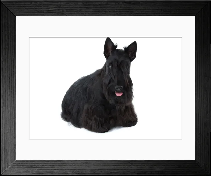 Framed Print : Dog - Scottish / Aberdeen Terrier Framed Print : Dog - Scottish / Aberdeen Terrier