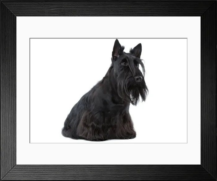 Framed Print : Dog - Scottish / Aberdeen Terrier Framed Print : Dog - Scottish / Aberdeen Terrier