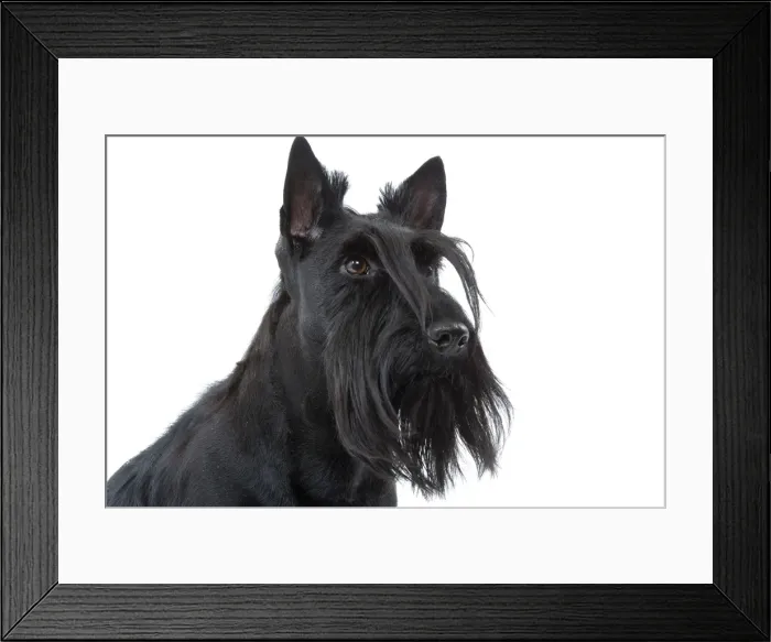 Framed Print : Dog - Scottish / Aberdeen Terrier Framed Print : Dog - Scottish / Aberdeen Terrier