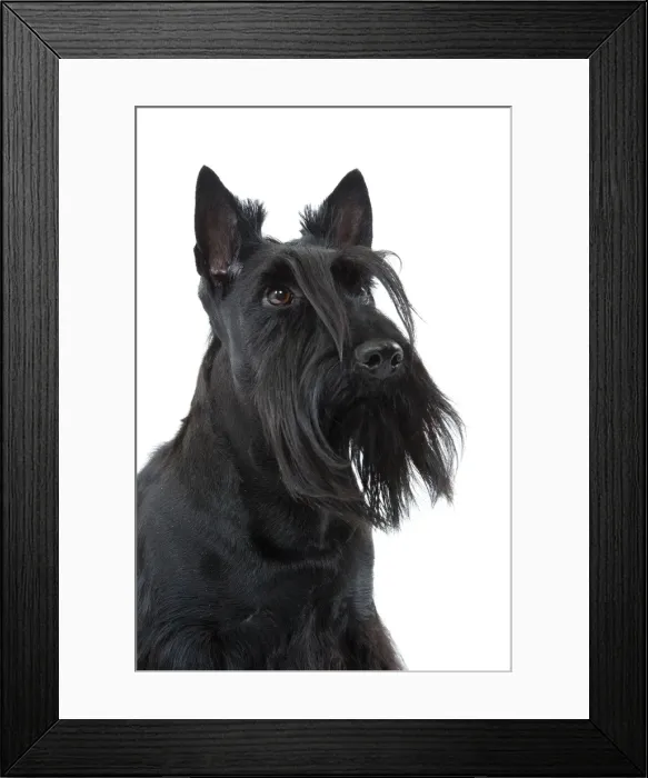 Framed Print : Dog - Scottish / Aberdeen Terrier Framed Print : Dog - Scottish / Aberdeen Terrier