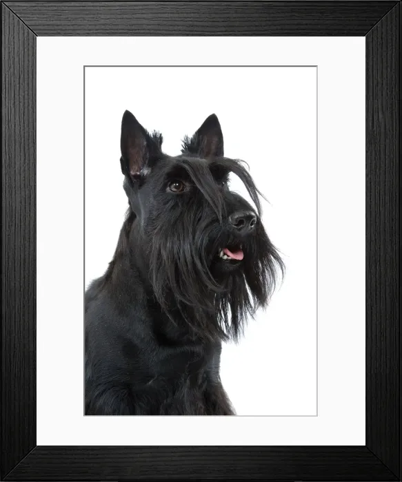 Framed Print : Dog - Scottish / Aberdeen Terrier Framed Print : Dog - Scottish / Aberdeen Terrier