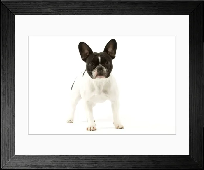 Framed Print : French Bulldog Framed Print : French Bulldog