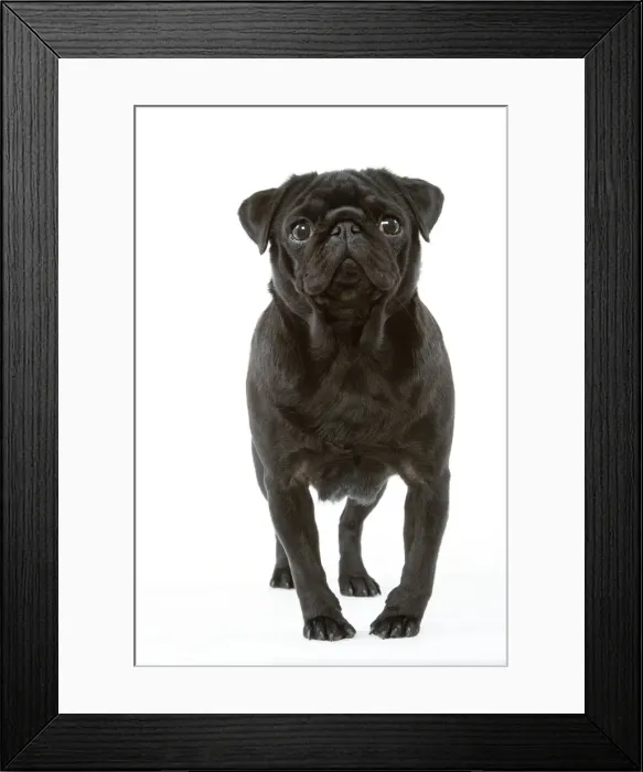 Framed Print : Pug Dog. LA-3216. Pug Dog. Jean Michel Labat Framed Print : Pug Dog. LA-3216. Pug Dog. Jean Michel Labat