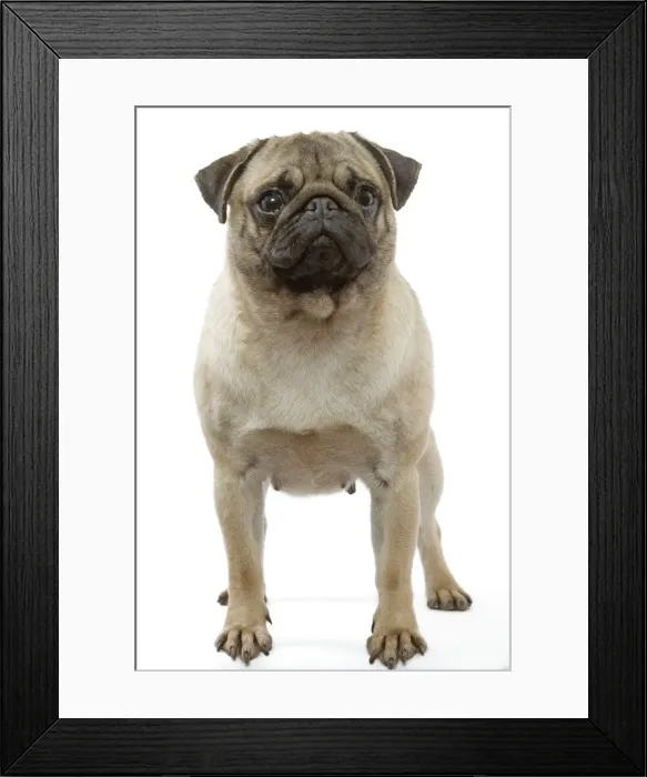 Framed Print : Pug Dog. LA-3218. Pug Dog. Jean Michel Labat Framed Print : Pug Dog. LA-3218. Pug Dog. Jean Michel Labat