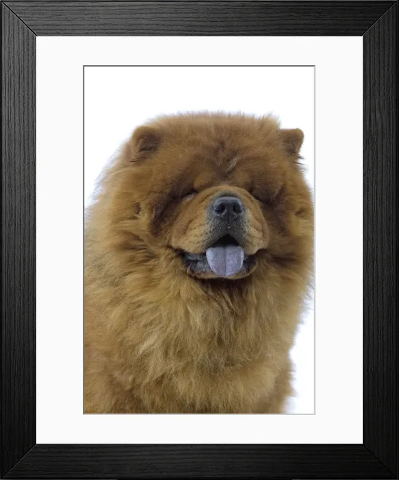 Framed Print : Dog - Chow Chow Framed Print : Dog - Chow Chow