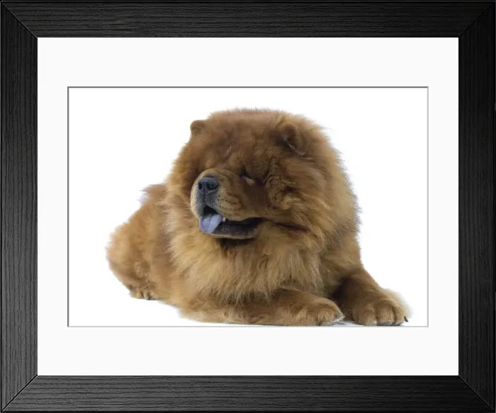Framed Print : Dog - Chow Chow Framed Print : Dog - Chow Chow