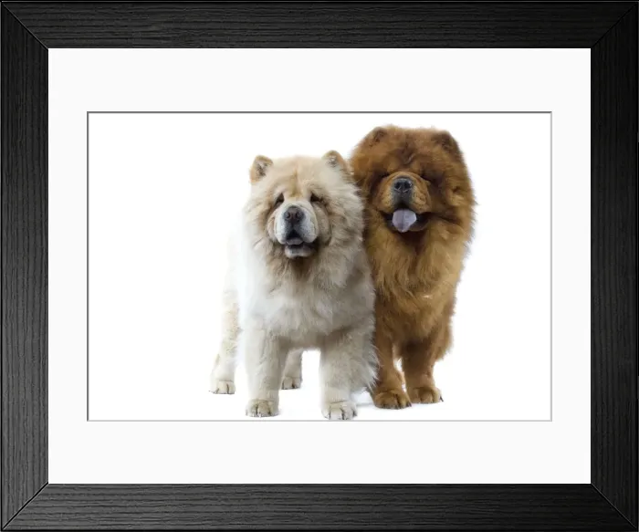 Framed Print : Dogs - Chow Chow Framed Print : Dogs - Chow Chow