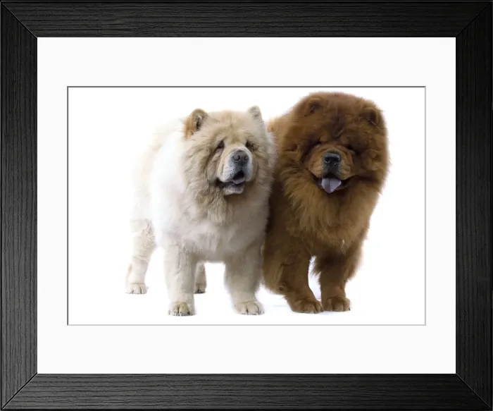 Framed Print : Dogs - Chow Chow Framed Print : Dogs - Chow Chow