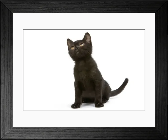 Framed Print : Cat - Bombay Kitten - looking up Framed Print : Cat - Bombay Kitten - looking up