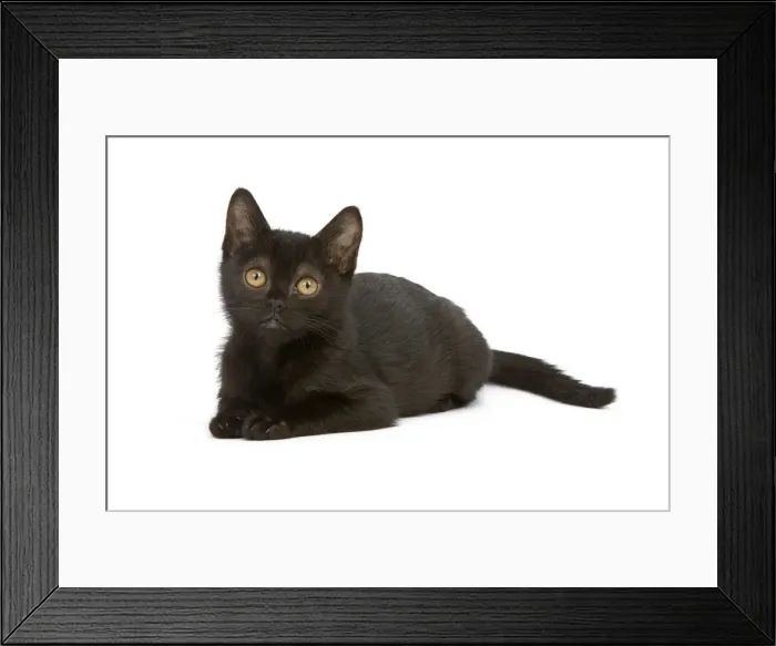 Framed Print : Cat - Bombay Kitten - lying down Framed Print : Cat - Bombay Kitten - lying down