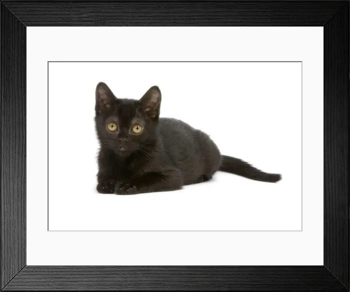 Framed Print : Cat - Bombay Kitten - lying down Framed Print : Cat - Bombay Kitten - lying down