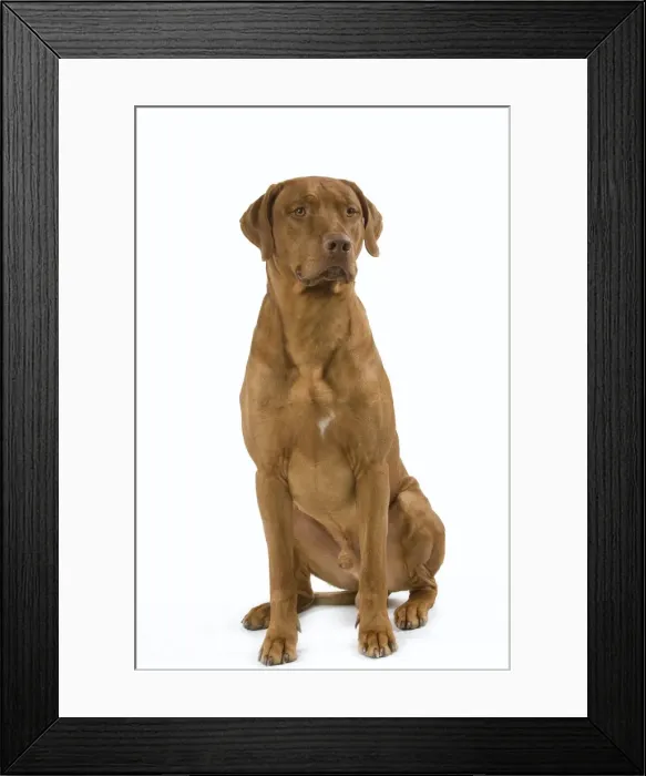 Framed Print : Dog - Rhodesian Ridgeback Framed Print : Dog - Rhodesian Ridgeback