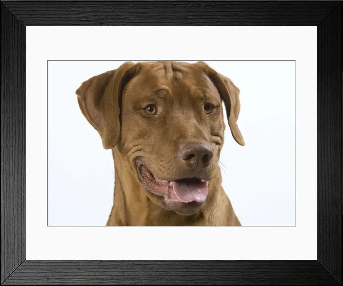 Framed Print : Dog - Rhodesian Ridgeback Framed Print : Dog - Rhodesian Ridgeback
