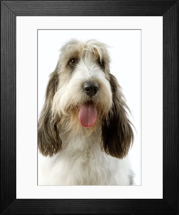 Framed Print : Dog - Grand Basset Griffon Vendeen Framed Print : Dog - Grand Basset Griffon Vendeen