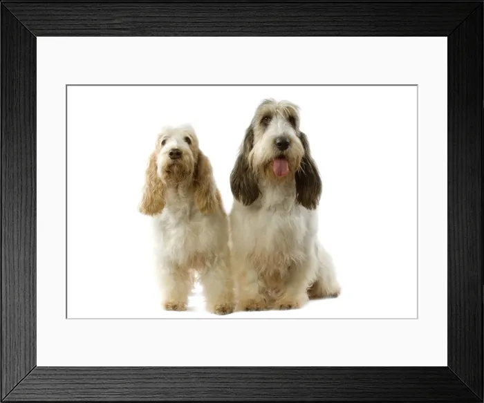Framed Print : Dogs - Grand Basset Griffon Vendeen Framed Print : Dogs - Grand Basset Griffon Vendeen