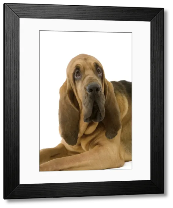 Framed Print : Dog - Bloodhound / St Hubert Hound - Sitting down Framed Print : Dog - Bloodhound / St Hubert Hound - Sitting down