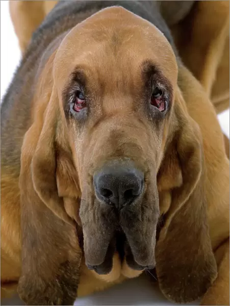 Dog - Bloodhound  /  St Hubert Hound - Lying down