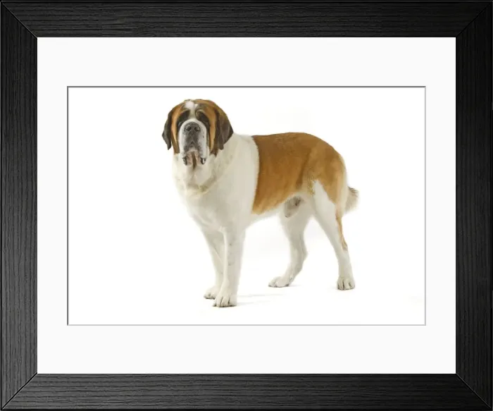Framed Print : Dog - Short-haired St Bernard