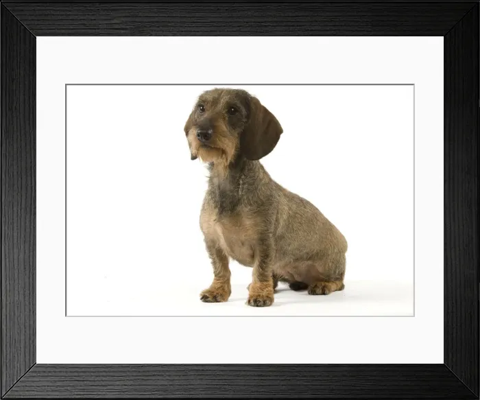 Framed Print : Dachshund - wire-haired Framed Print : Dachshund - wire-haired
