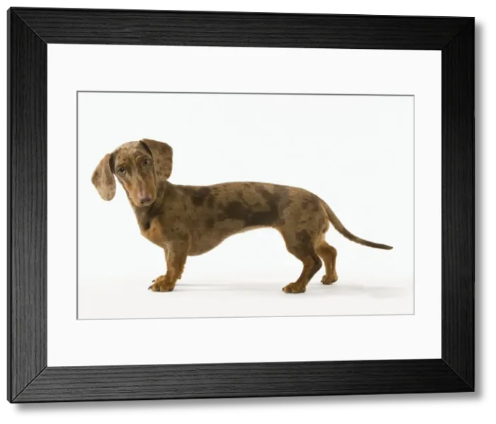 Framed Print : Dachshund - Chocolate Harlequin Framed Print : Dachshund - Chocolate Harlequin