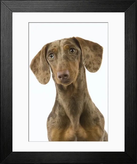 Framed Print : Dachshund - Chocolate Harlequin Framed Print : Dachshund - Chocolate Harlequin