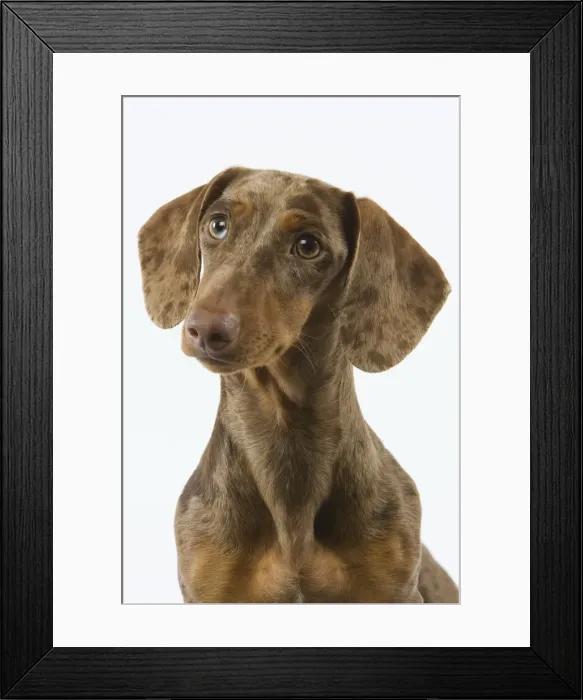 Framed Print : Dachshund - Chocolate Harlequin Framed Print : Dachshund - Chocolate Harlequin