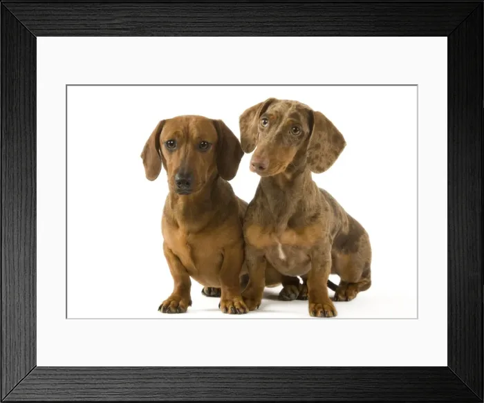 Framed Print : Dachshund - two smooth-haired - one Chocolate Harlequin Framed Print : Dachshund - two smooth-haired - one Chocolate Harlequin