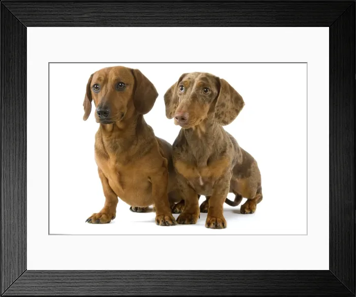 Framed Print : Dachshund - two smooth-haired - Chocolate Harlequin