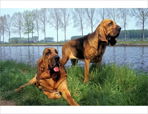 Bloodhound - two on riverbank Also known as St Hubert Hound