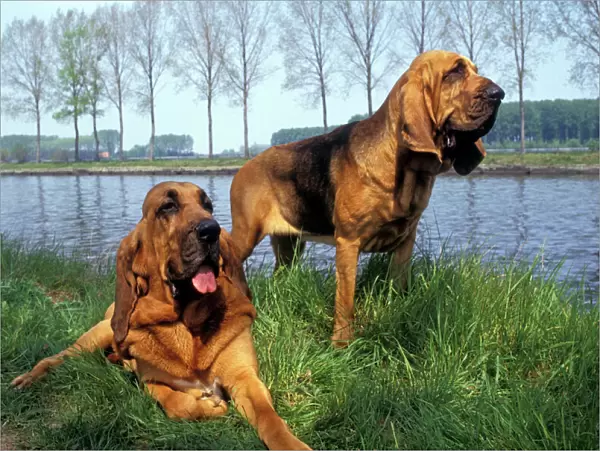 Bloodhound - two on riverbank Also known as St Hubert Hound